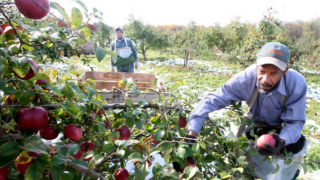 Apple Picking image